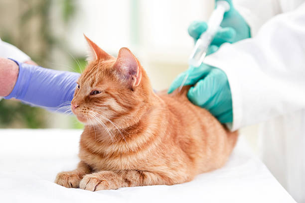 Understanding, Managing, and Caring for Your Diabetic Cat