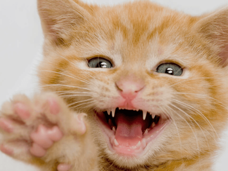 Cat Smiles Matter: Understanding and Preventing Feline Dental Diseases