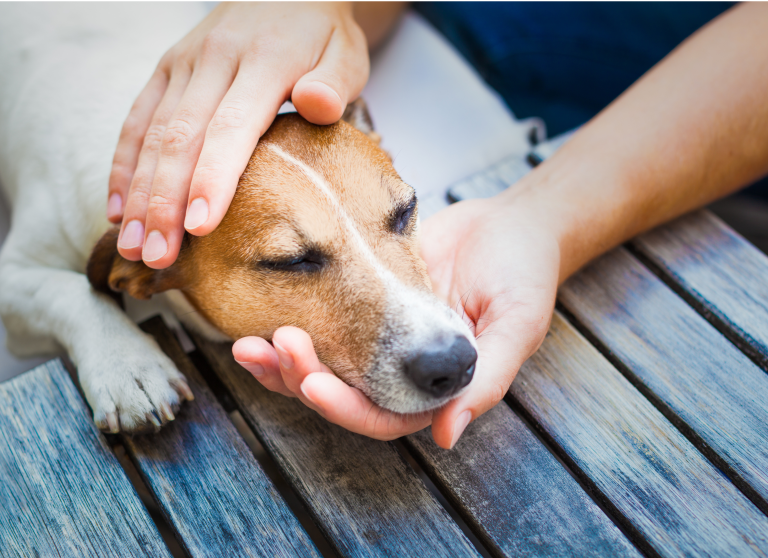 Transform Your Dog’s Well-being with Probiotics