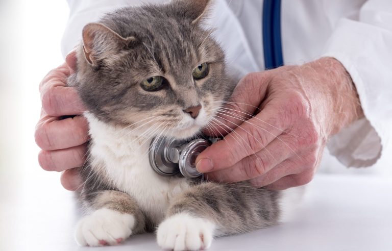 Navigating Feline Wellness: Understanding and Addressing Urinary Tract Issues in Cats