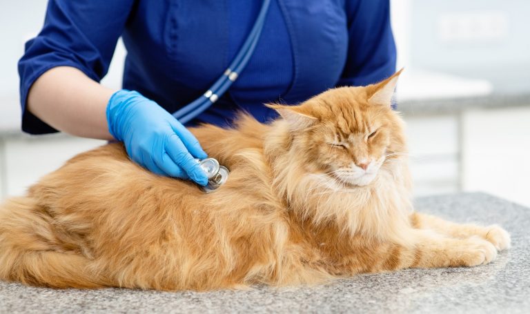 Understanding and Coping with Feline Cancer