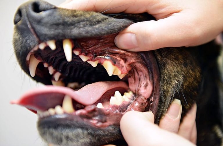 Unleashing the Secrets to Optimal Dog Teeth Health