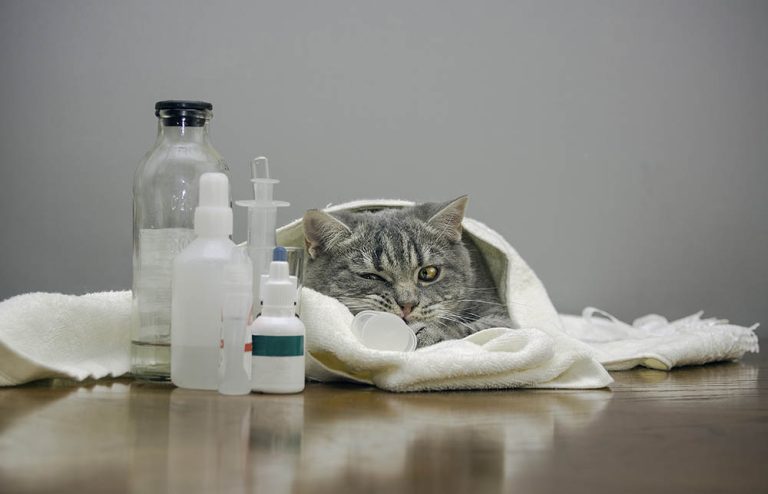 Feline Lymphosarcoma: A Veterinarian’s Insight into Diagnosis, Treatment, and Support
